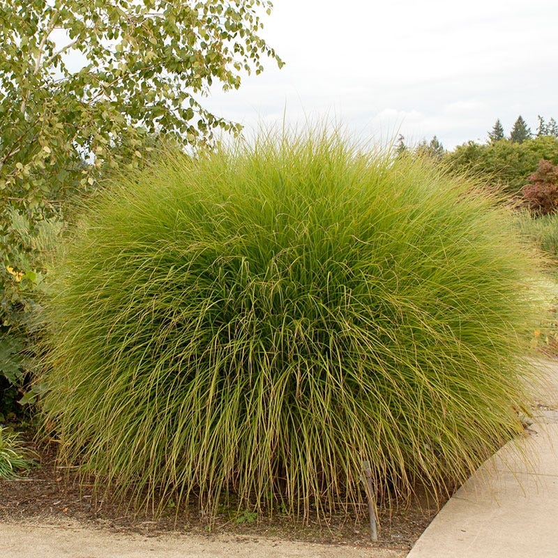 Gracillimus Miscanthus Grass - Image 2