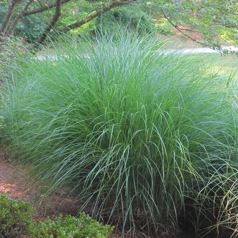 Gracillimus Miscanthus Grass - Image 5