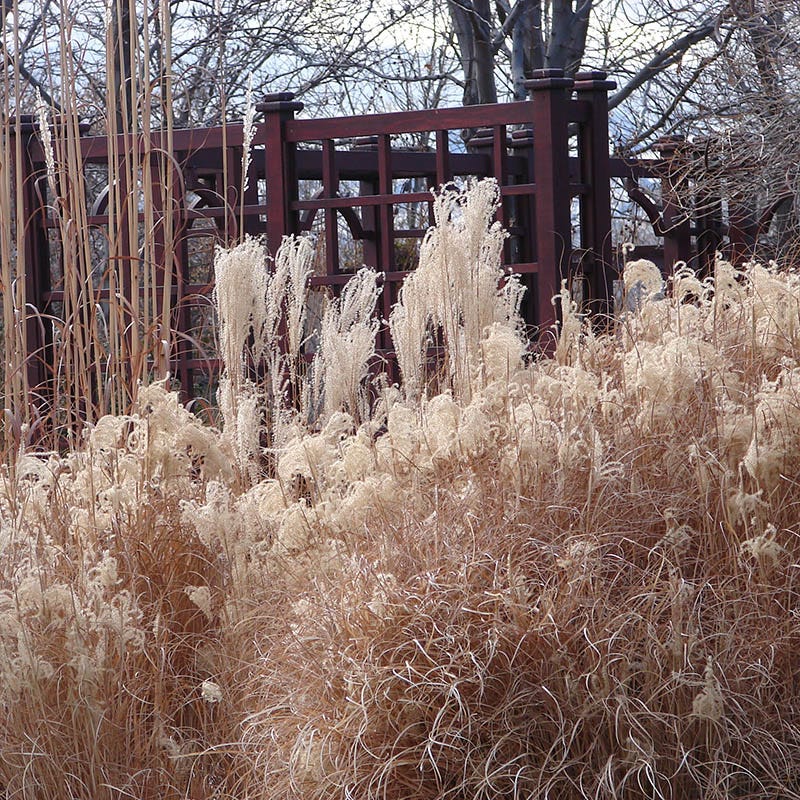 Gracillimus Miscanthus Grass - Image 6
