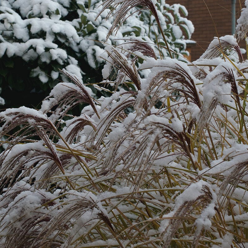 Gracillimus Miscanthus Grass - Image 7