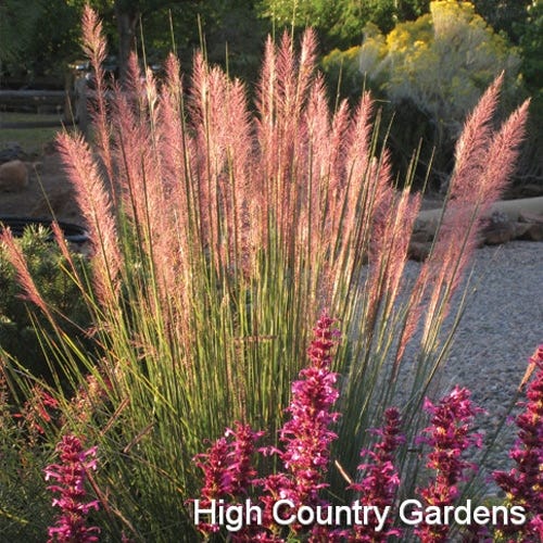 Pink Flamingo Muhly Grass - Image 3