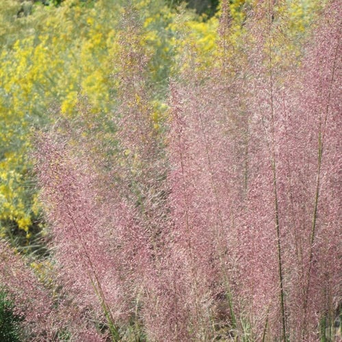 Pink Flamingo Muhly Grass - Image 4