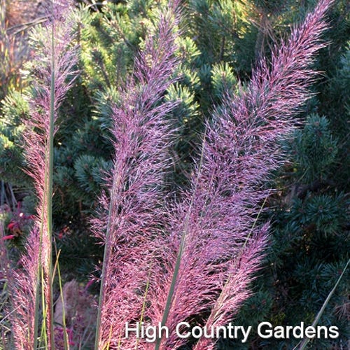 Pink Flamingo Muhly Grass - Image 5