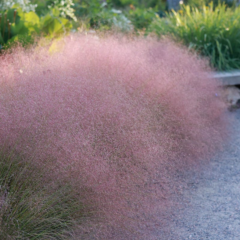Undaunted® Ruby Muhly Grass - Image 2