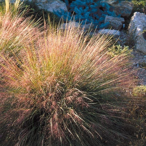 Undaunted® Ruby Muhly Grass - Image 3