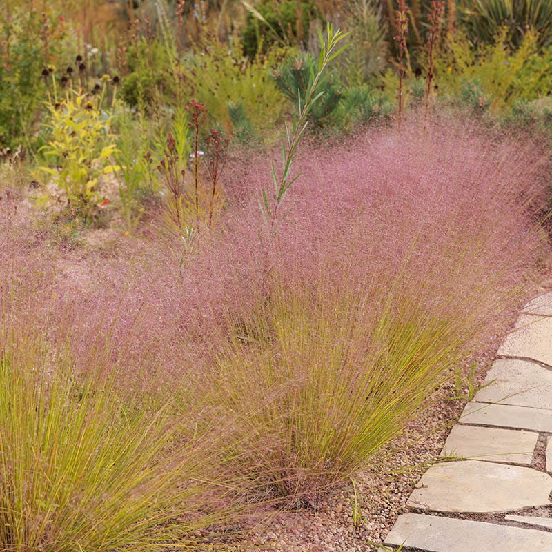 Undaunted® Ruby Muhly Grass - Image 4