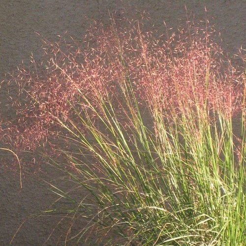 Undaunted® Ruby Muhly Grass - Image 5