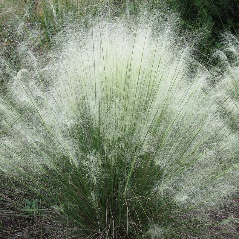White Cloud Muhly Grass - Image 3