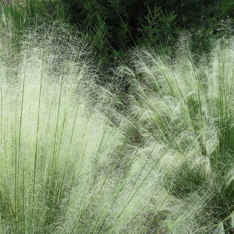 White Cloud Muhly Grass - Image 4
