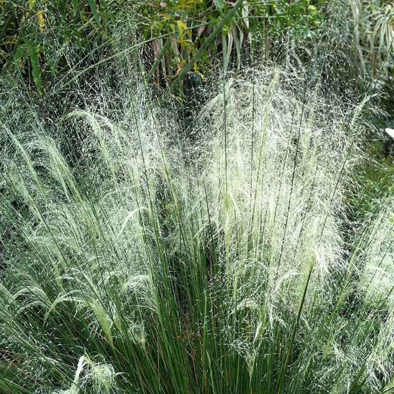 White Cloud Muhly Grass - Image 5