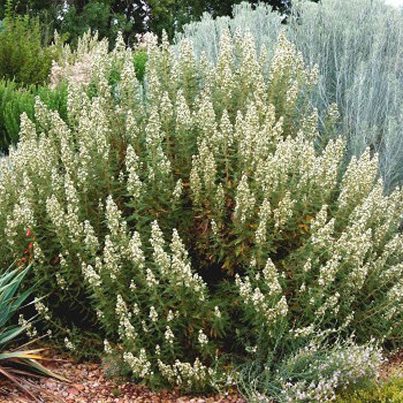 Native Intermountain West Songbird Pre-Planned Garden - Image 14