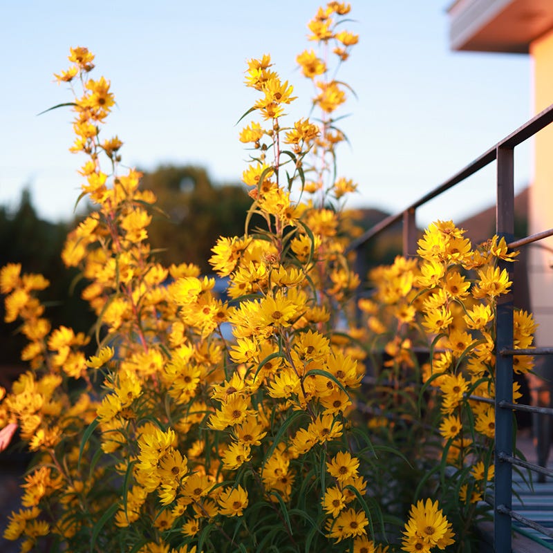 Native Intermountain West Songbird Pre-Planned Garden - Image 15