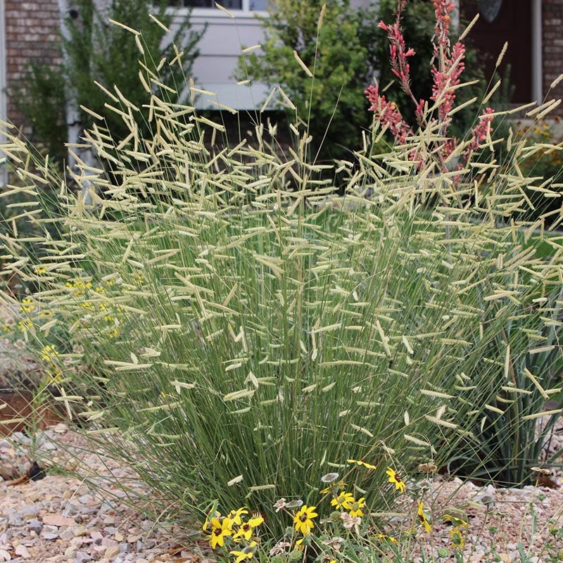 Native Intermountain West Songbird Pre-Planned Garden - Image 3