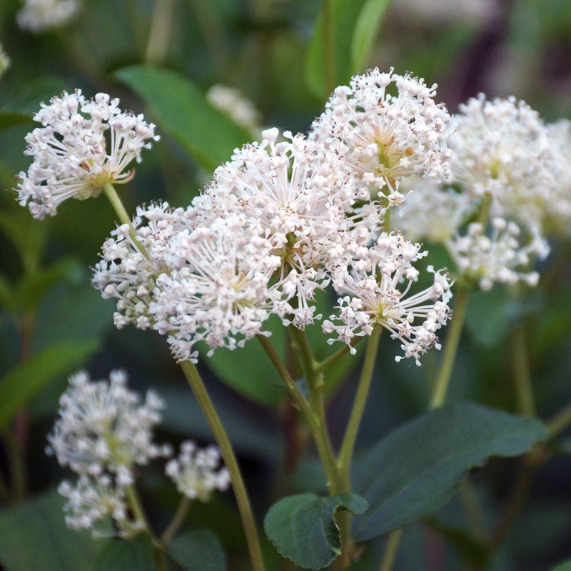 Native Mid-Atlantic Songbird Pre-Planned Garden - Image 3