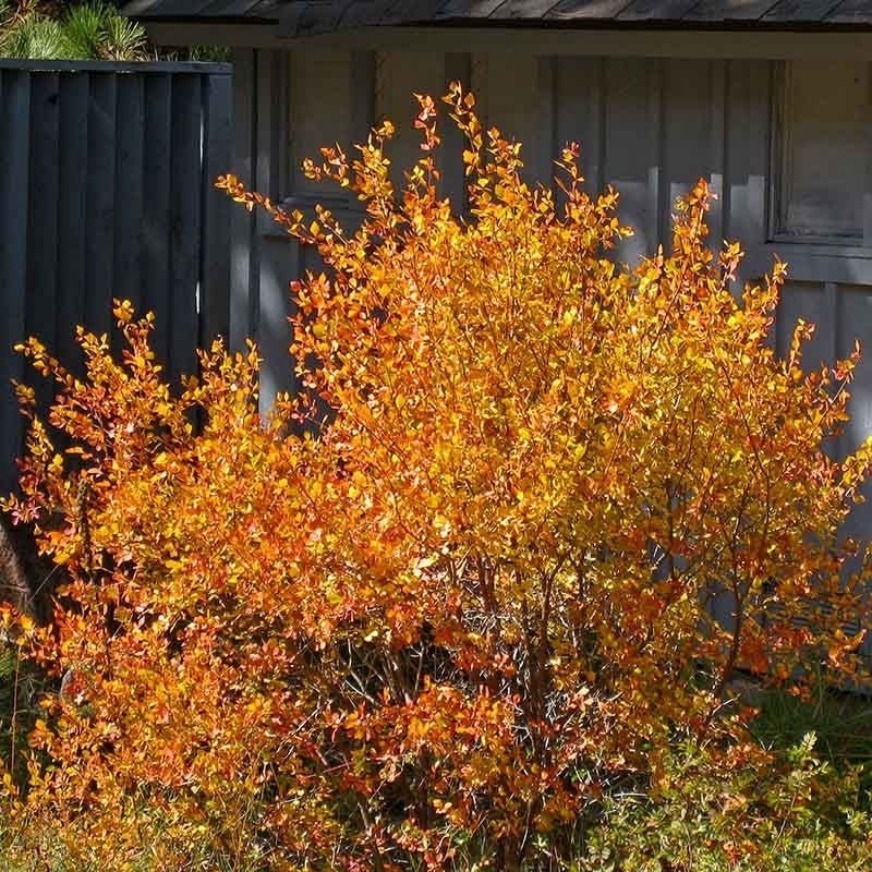 Native Pacific Northwest Songbird Pre-Planned Garden - Image 4