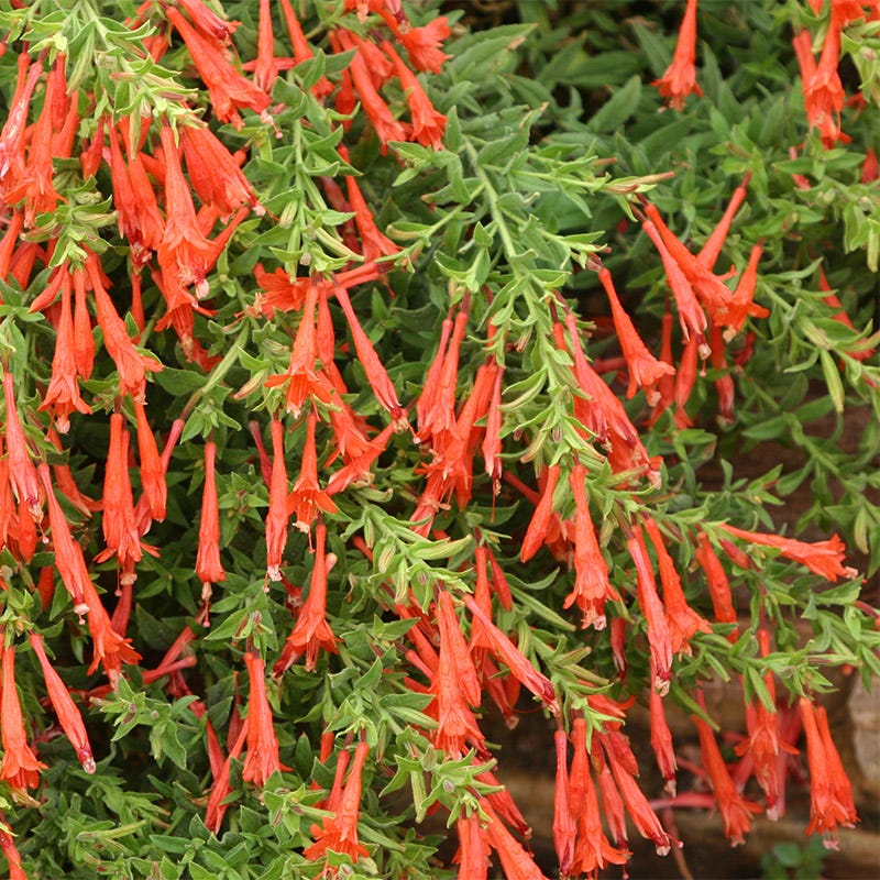 Native Pacific Northwest Songbird Pre-Planned Garden - Image 8