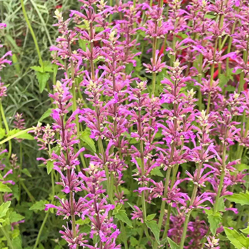 Native Southwest Songbird Pre-Planned Garden - Image 11