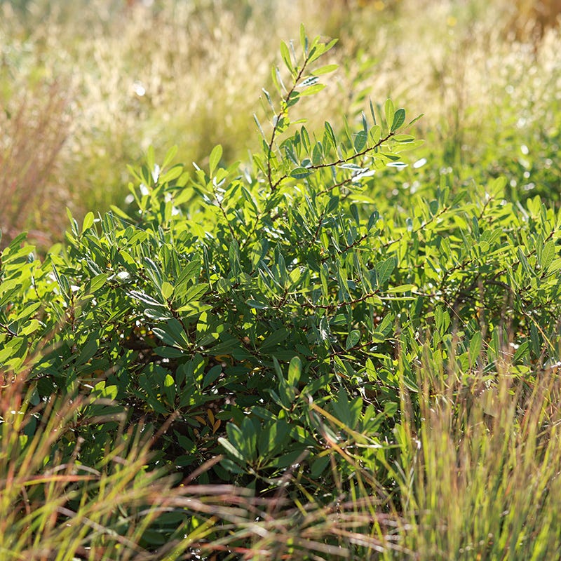 Native Southwest Songbird Pre-Planned Garden - Image 3