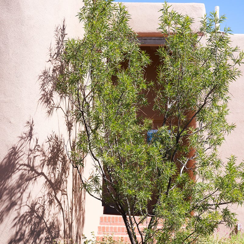 Native Southwest Songbird Pre-Planned Garden - Image 6