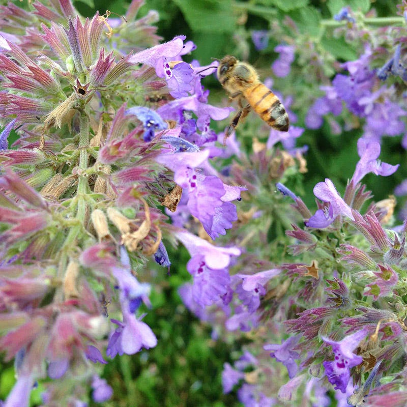 Select Blue Nepeta - Image 2