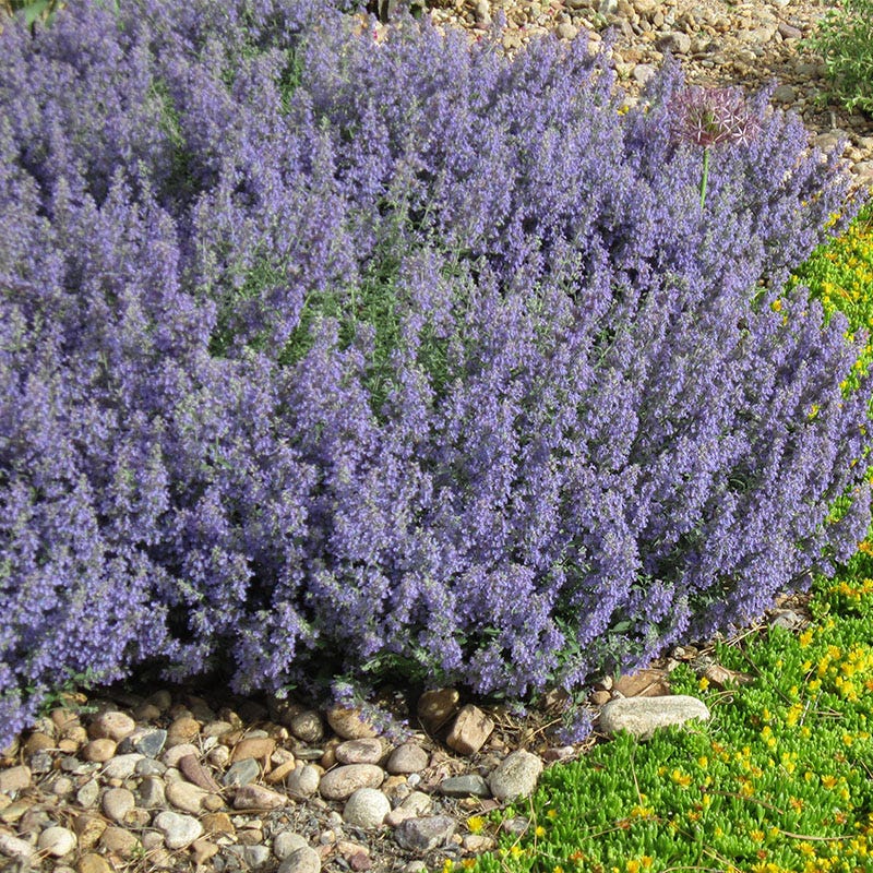 Select Blue Nepeta - Image 3