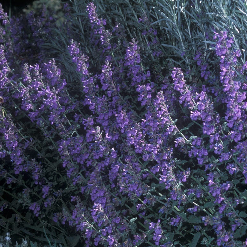 Walker's Low Nepeta - Image 5
