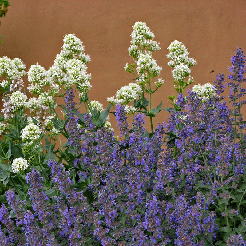 Walker's Low Nepeta - Image 6