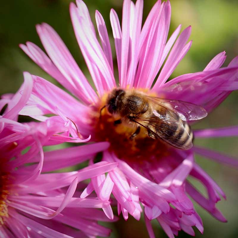 Honeysong Pink New England Aster - Image 3