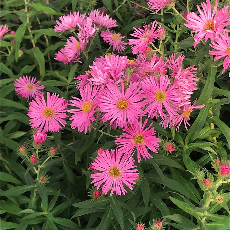 Honeysong Pink New England Aster - Image 4