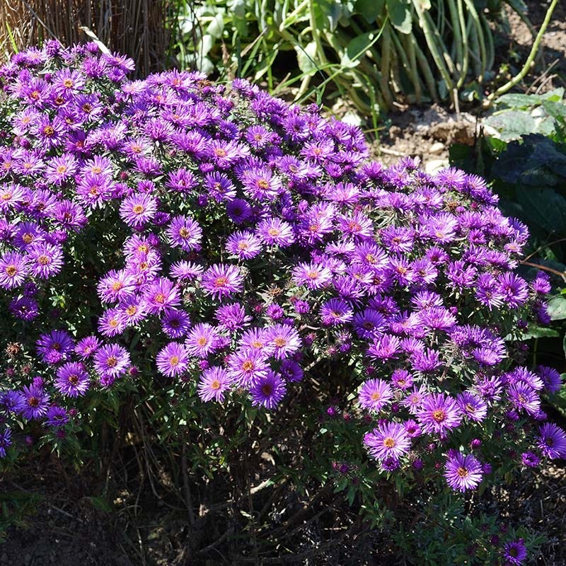 Purple Dome New England Aster - Image 3