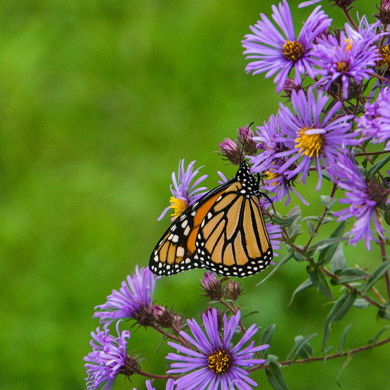 Purple Dome New England Aster - Image 4
