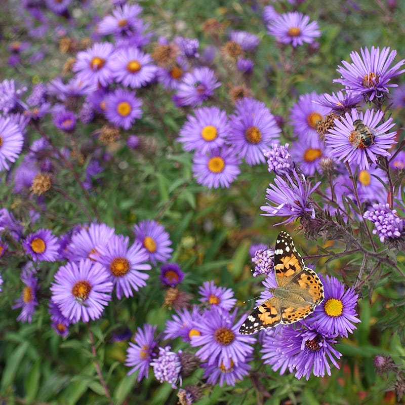 Purple Dome New England Aster - Image 5