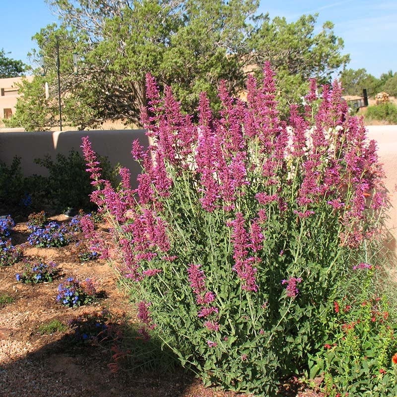 New Mexico Perennial Collection - Image 3