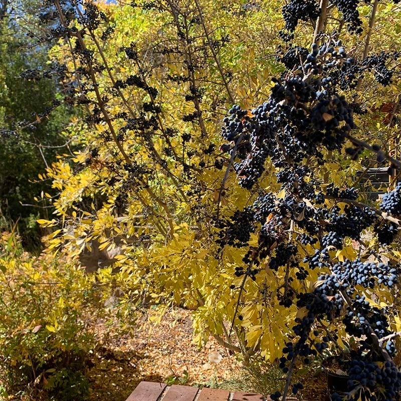 New Mexico Perennial Collection - Image 4