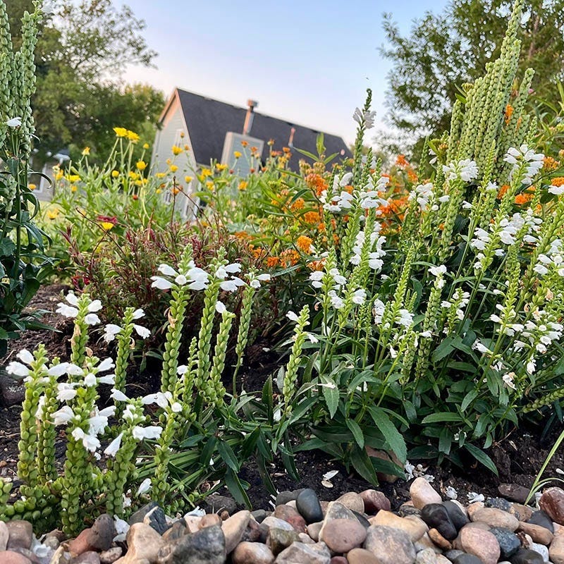Crystal Peak White Obedient Plant - Image 2