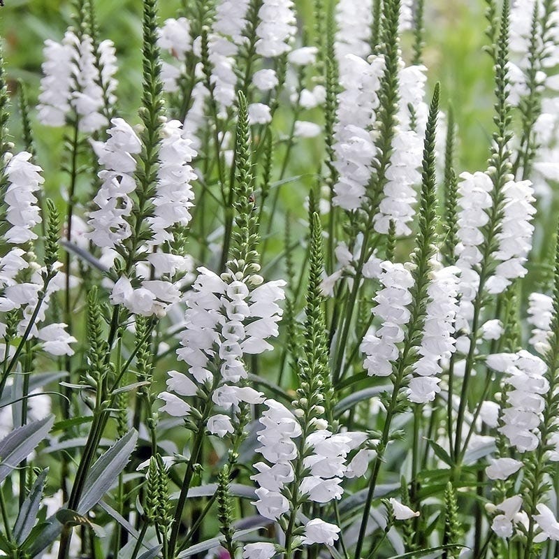 Crystal Peak White Obedient Plant - Image 3