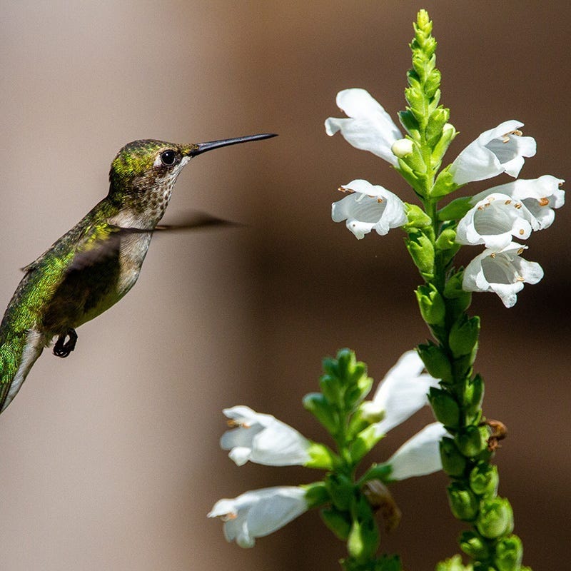 Crystal Peak White Obedient Plant - Image 4
