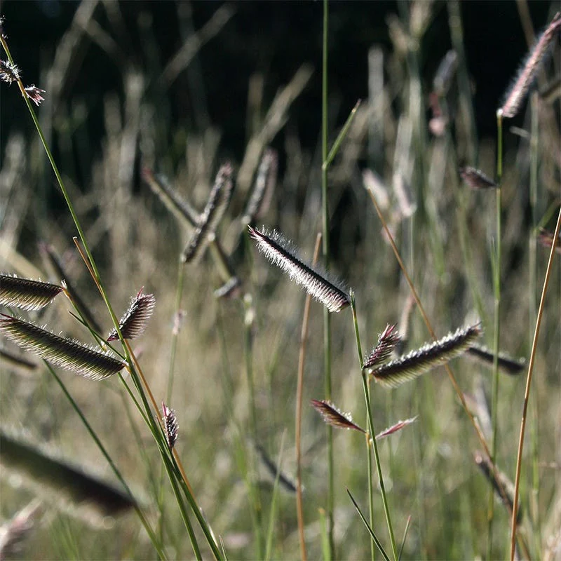 Grama Grass Collection - Image 3