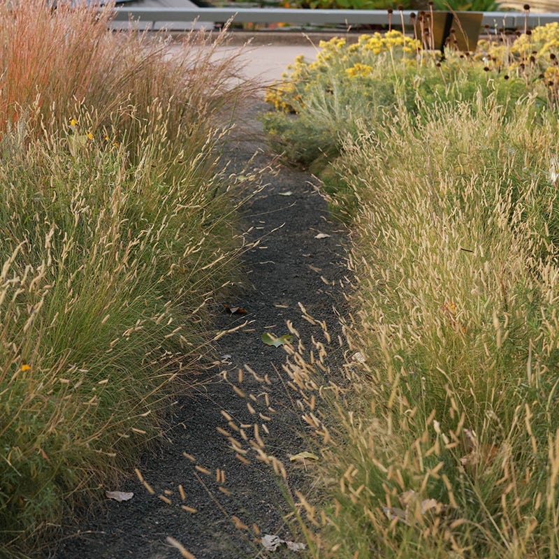 Grama Grass Collection - Image 5