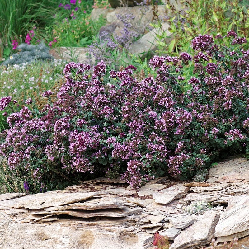 Rotkugel Ornamental Oregano - Image 3