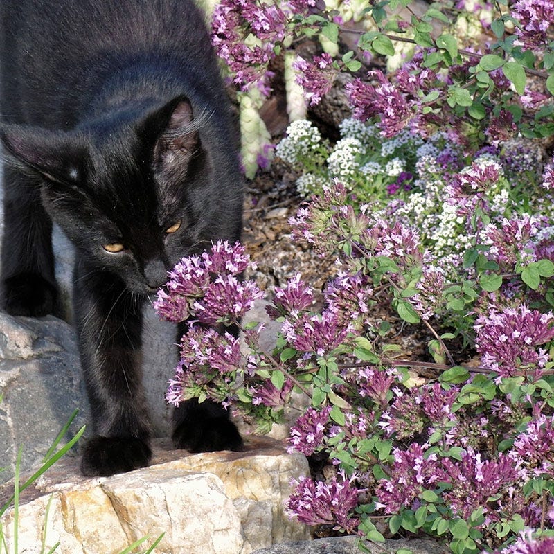 Rotkugel Ornamental Oregano - Image 4