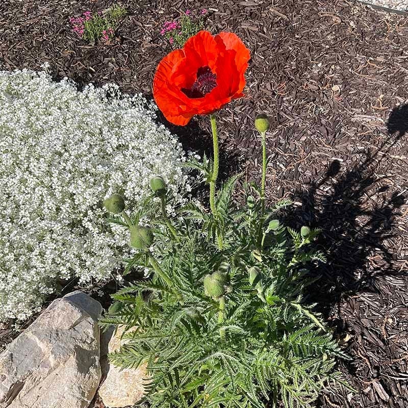 Brilliant Oriental Poppy - Image 2
