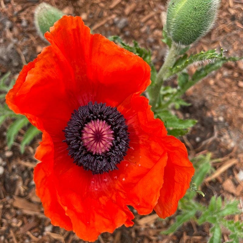 Brilliant Oriental Poppy - Image 3