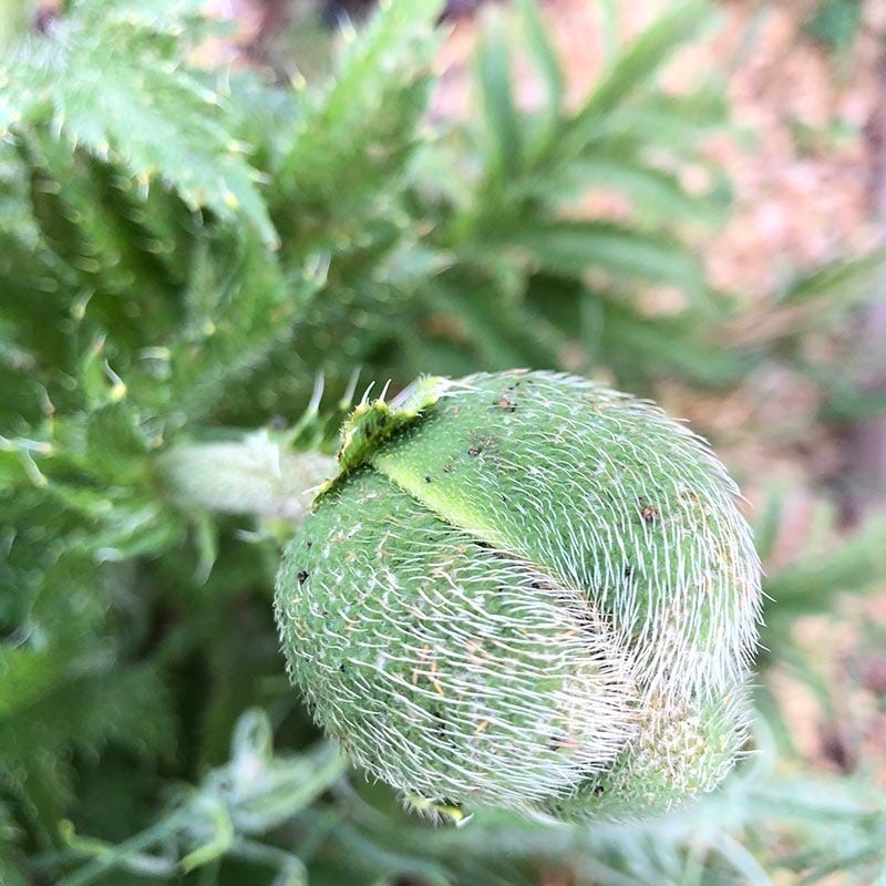 Brilliant Oriental Poppy - Image 4