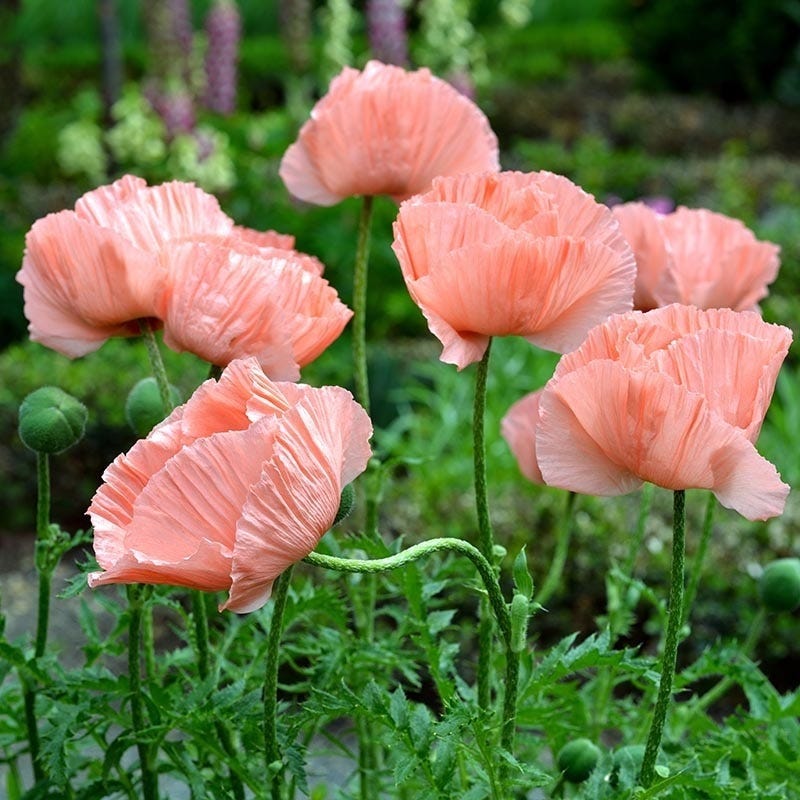 Princess Louise Oriental Poppy - Image 2