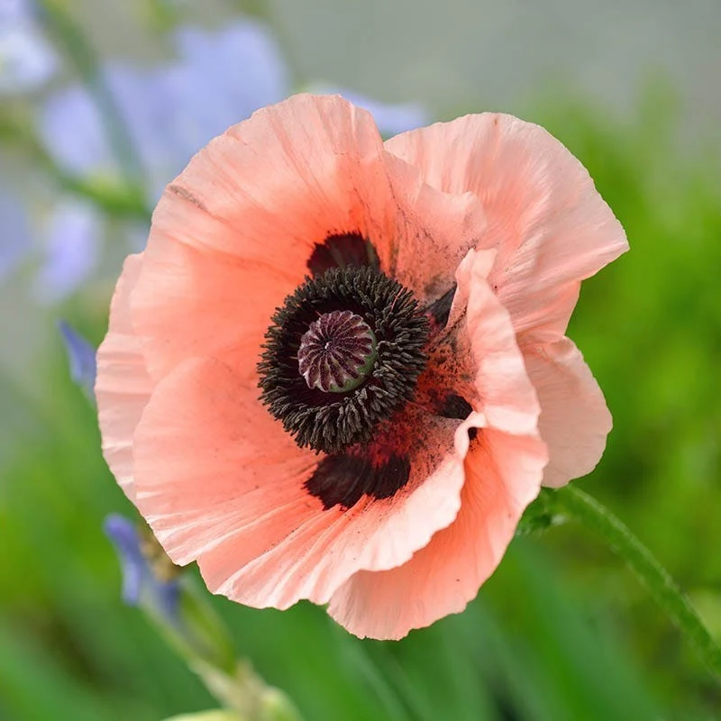 Oriental Poppy Collection (Papaver) - Image 3
