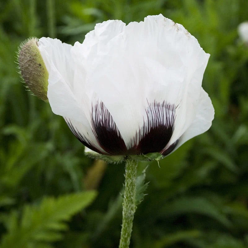 Royal Wedding Oriental Poppy - Image 2