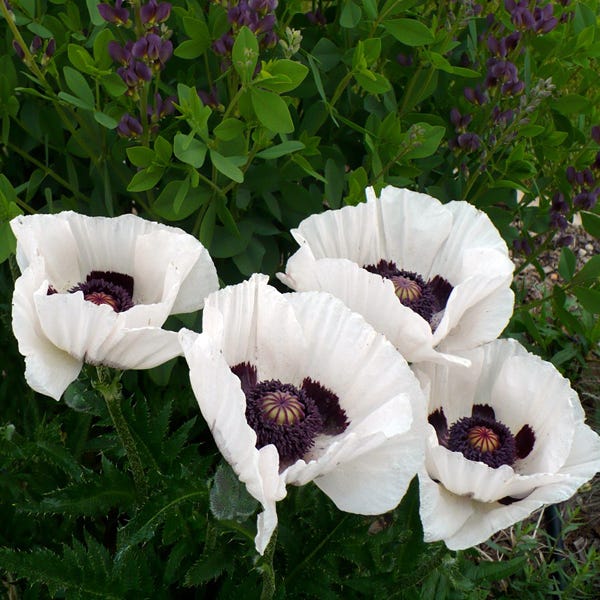 Royal Wedding Oriental Poppy - Image 3