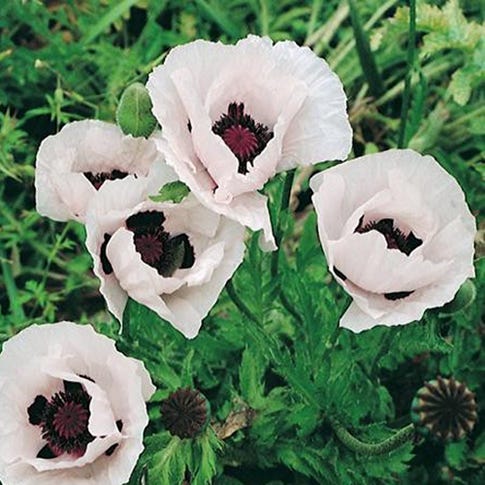 Oriental Poppy Collection (Papaver) - Image 4