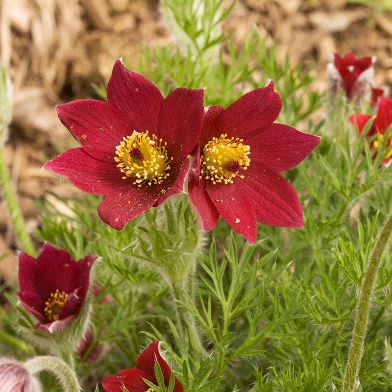 Pasque Flower Collection (Pulsatilla) - Image 3